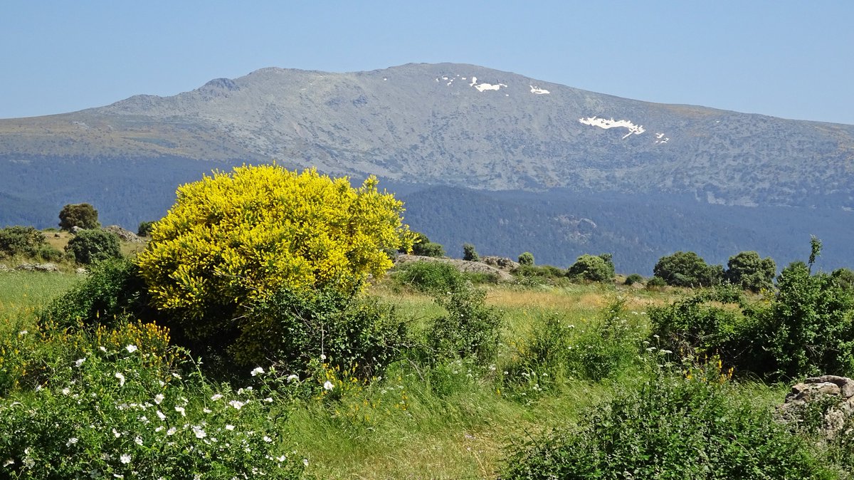 Javier Civantos (@fjcivantos) on Twitter photo Últimos neveros en el pico Peñalara, máxima altura de la sierra de Guadarrama visto desde Segovia, en una jornada de ambiente muy agradable... <a href="/sibilafc/">Silvia Ferrer</a> <a href="/tomeandres/">Andrés Tomé</a> <a href="/TiempoCyLTV/">El Tiempo en CyL</a> <a href="/ElTiempo_tve/">El Tiempo en TVE</a> <a href="/lasextameteo/">La Sexta Meteo</a> <a href="/HimarGonzalez/">Himar González</a> <a href="/ElTiempoA3/">El Tiempo de Antena 3</a> <a href="/Aemet_Corpora/">AEMET_Corporativa</a> <a href="/MeteoredES/">Meteored | tiempo.com</a> #Segovia Últimos neveros en el pico Peñalara, máxima altura de la sierra de Guadarrama visto desde Segovia, en una jornada de ambiente muy agradable... <a href="/sibilafc/">Silvia Ferrer</a> <a href="/tomeandres/">Andrés Tomé</a> <a href="/TiempoCyLTV/">El Tiempo en CyL</a> <a href="/ElTiempo_tve/">El Tiempo en TVE</a> <a href="/lasextameteo/">La Sexta Meteo</a> <a href="/HimarGonzalez/">Himar González</a> <a href="/ElTiempoA3/">El Tiempo de Antena 3</a> <a href="/Aemet_Corpora/">AEMET_Corporativa</a> <a href="/MeteoredES/">Meteored | tiempo.com</a> #Segovia