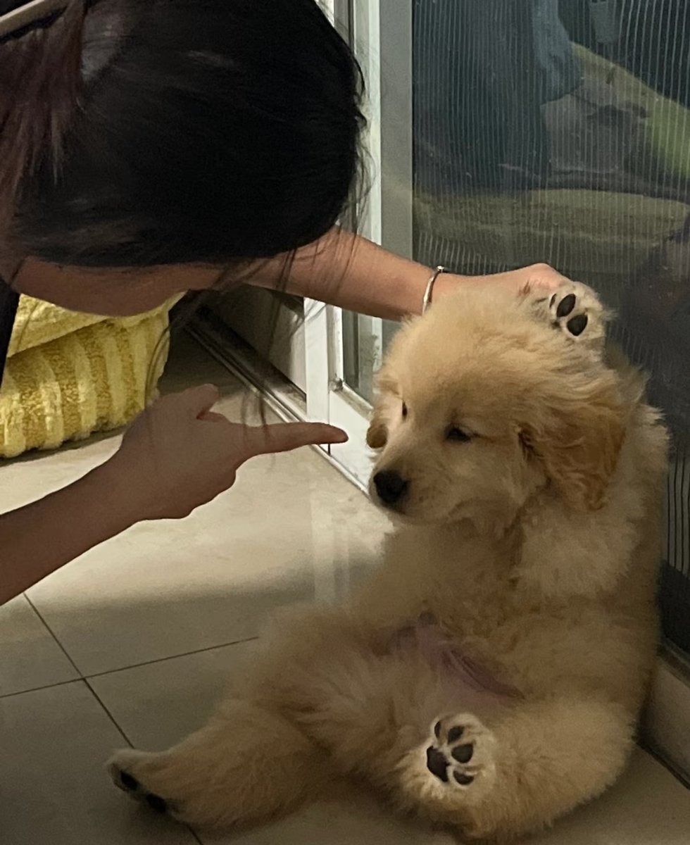 puppies video tweet media