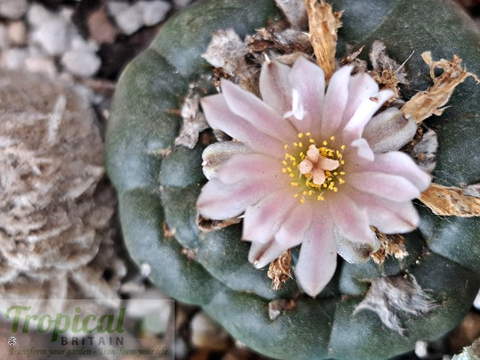 Lophophora williamsii