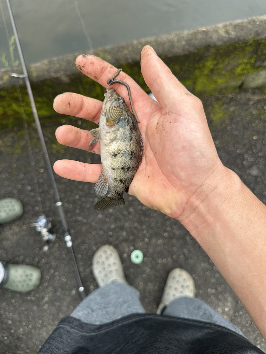 _curitorisu's tweet photo. 嫁に釣れた魚の処理丸投げする奴もれなくDVだからな。嫁が捌かせてくださいお願いしますって言ってんならその判断はそいつ次第やけど。
そもそも自分の元に来てくれた魚に対してリスペクト湧かないマインドにも正直引く。
自分が加害者だって自覚無い奴いっそ滅んでくれ。俺が気に食わないから。 https://t.co/B5iw95kF2c