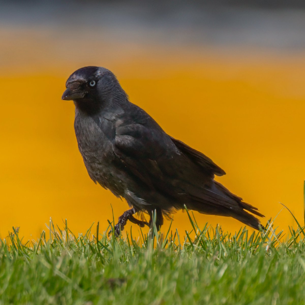 amlarsen's tweet photo. Vi lister oss så stilt på tå … #kaie #jackdaw https://t.co/VCfQ1sn5rW