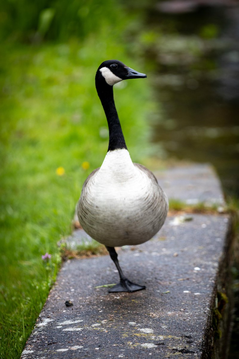 Adam Harrison tweet media