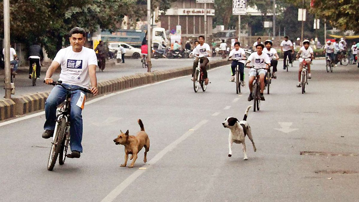 Stray Dog Menace: A Public Health Crisis We’re Ignoring! 🐶

Every minute, 6 dog bite cases are reported in India. Over 36% of global rabies deaths occur in India alone, says WHO.