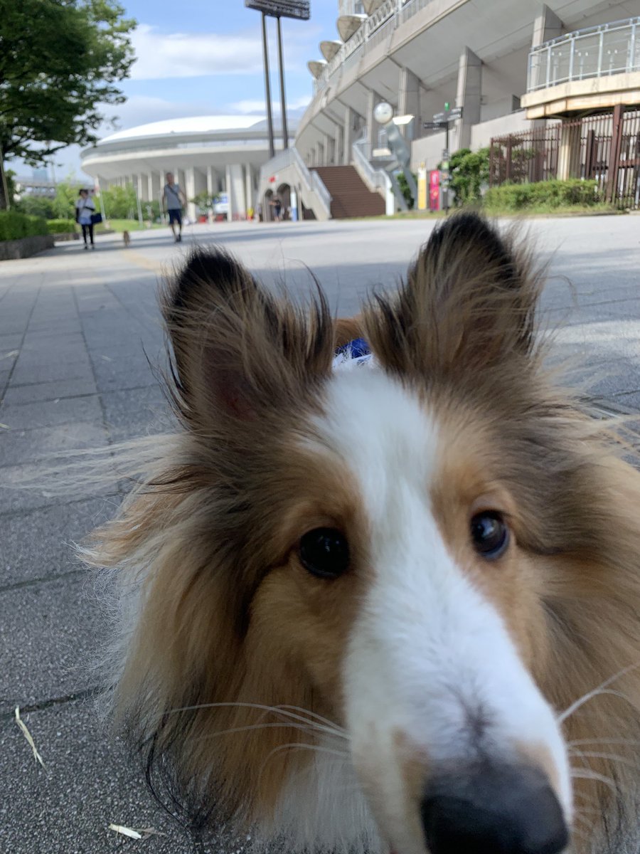 長居公園きたよ‼️‼️🐶🐕
このユニフォーム似合うー？？🥰🥰

#シェルティ　#シェットランドシープドッグ　#シェルティはいいぞ　#子犬　#犬のいる生活
#犬のいる暮らし　#犬のいる幸せ　#大谷翔平 #野球 #メジャーリーグ  #MLB