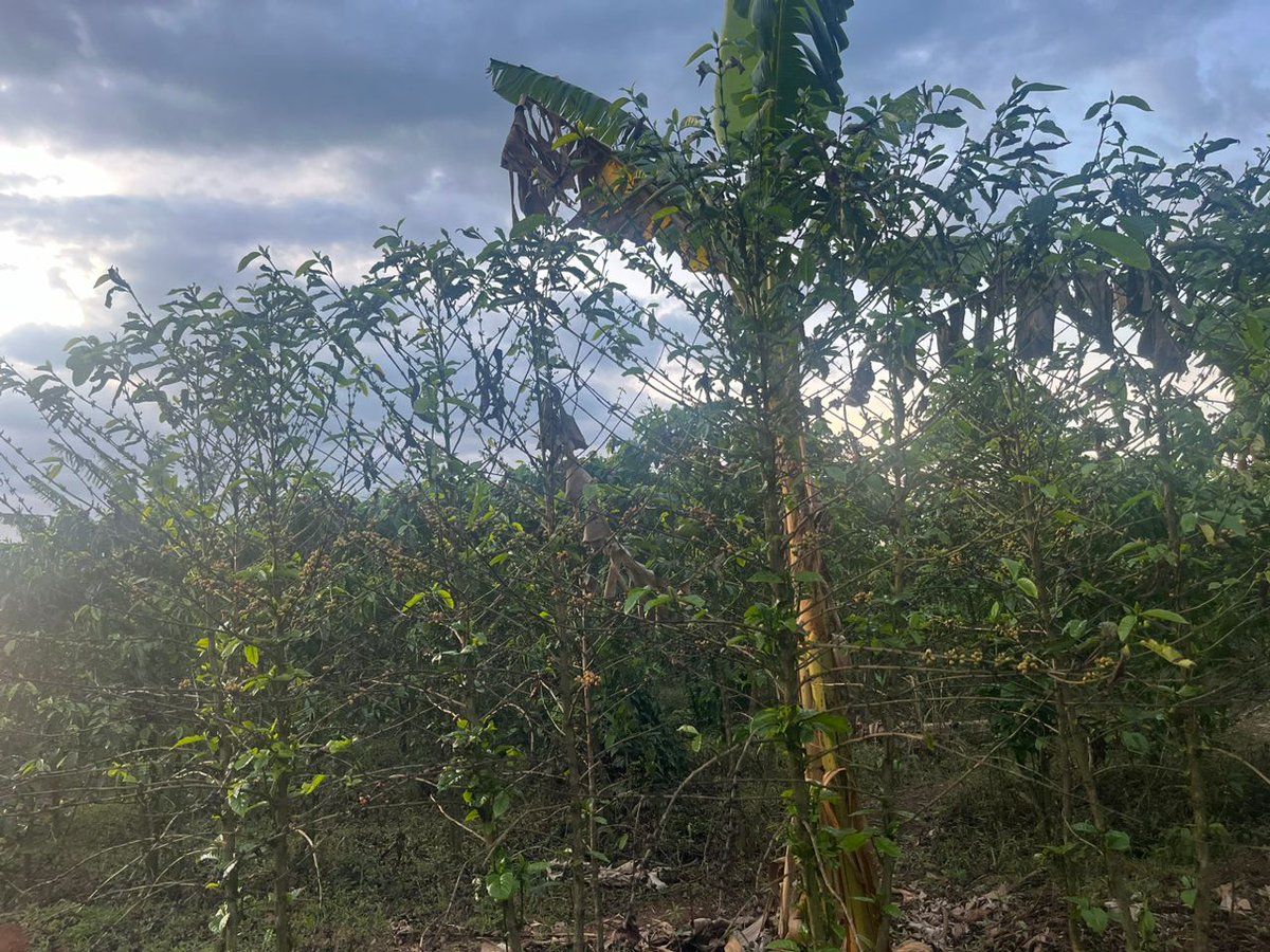 biofarm_UG's tweet photo. ☀️ Sun damage. Weak coffee trees. Tired soil.

This is the before at Kikamulo Magoma, Nakaseke.

We’re stepping in with Biofarm, follow the recovery journey.

#Biofarm #UnodeAgro #2025Projects #UgandaFarms https://t.co/vQu7KuIenS