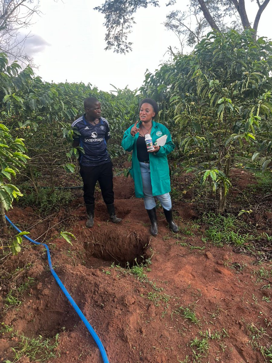 biofarm_UG's tweet photo. ☀️ Sun damage. Weak coffee trees. Tired soil.

This is the before at Kikamulo Magoma, Nakaseke.

We’re stepping in with Biofarm, follow the recovery journey.

#Biofarm #UnodeAgro #2025Projects #UgandaFarms https://t.co/vQu7KuIenS