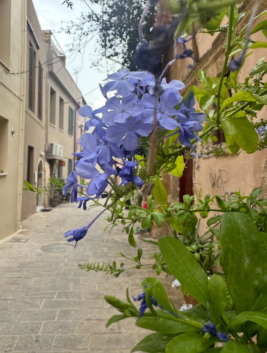 و يا صباح الورد !
#تصويري