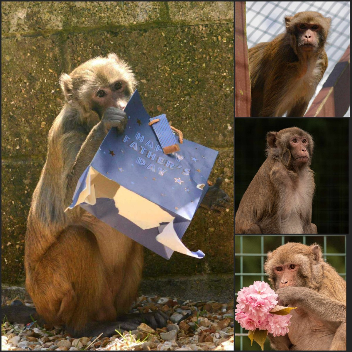 MonkeyIOW's tweet image. 🚨 Father’s Day Special!
Dads Go FREE – Sunday, June 15th! 💙👨👧👦
Shoutout to all the amazing #dads — including our #RhesusMacaque superstar, Drey! 🐒💛
🎟️ 1 FREE Dad per full-paying adult/child
📍 At the door only
See you there! 💕
#FathersDay #DadsGoFree #IsleOfWight