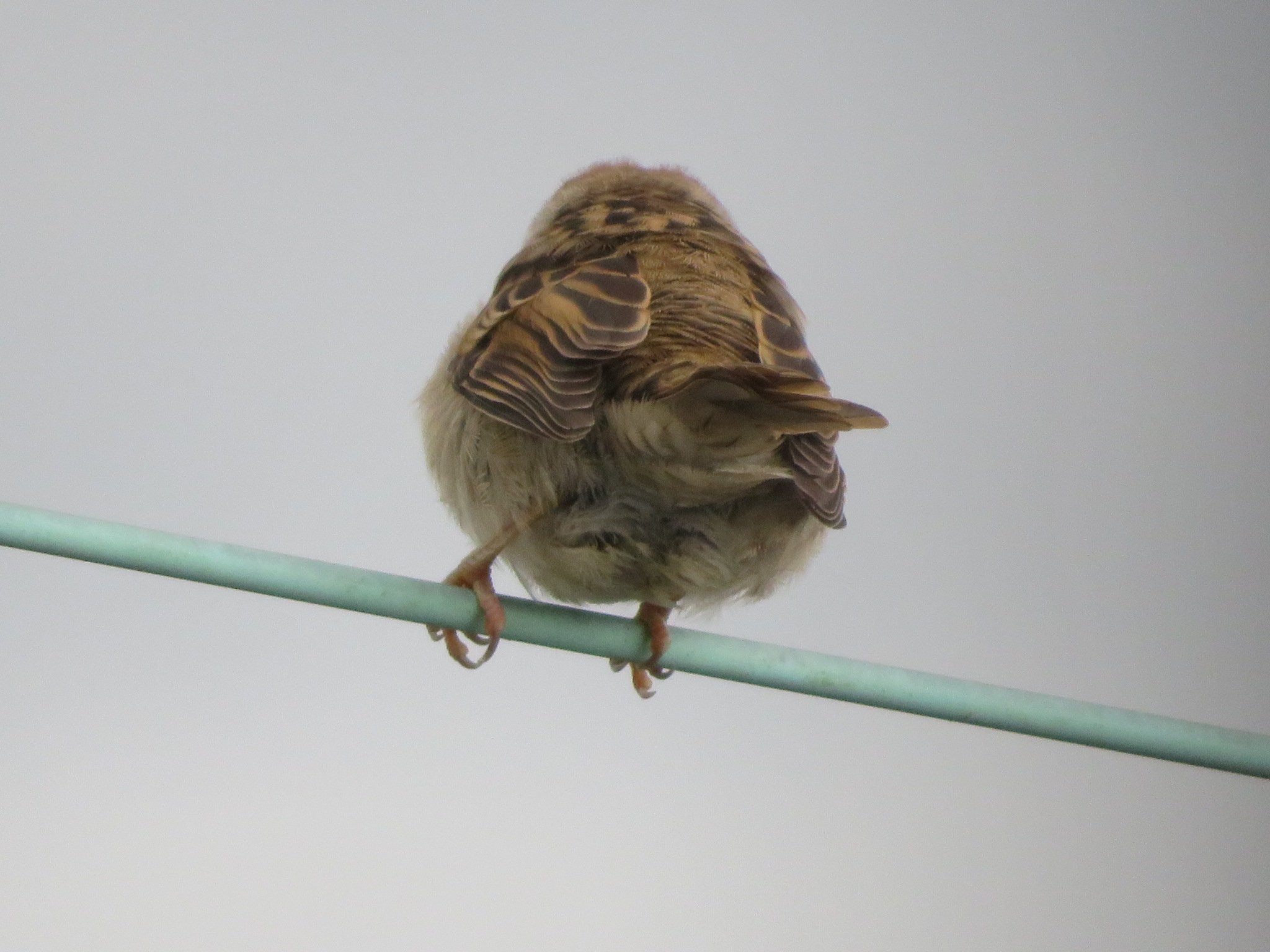 さくちゃんの 『鳥と遊ぼうよ！』 | カテゴリー : スズメ目