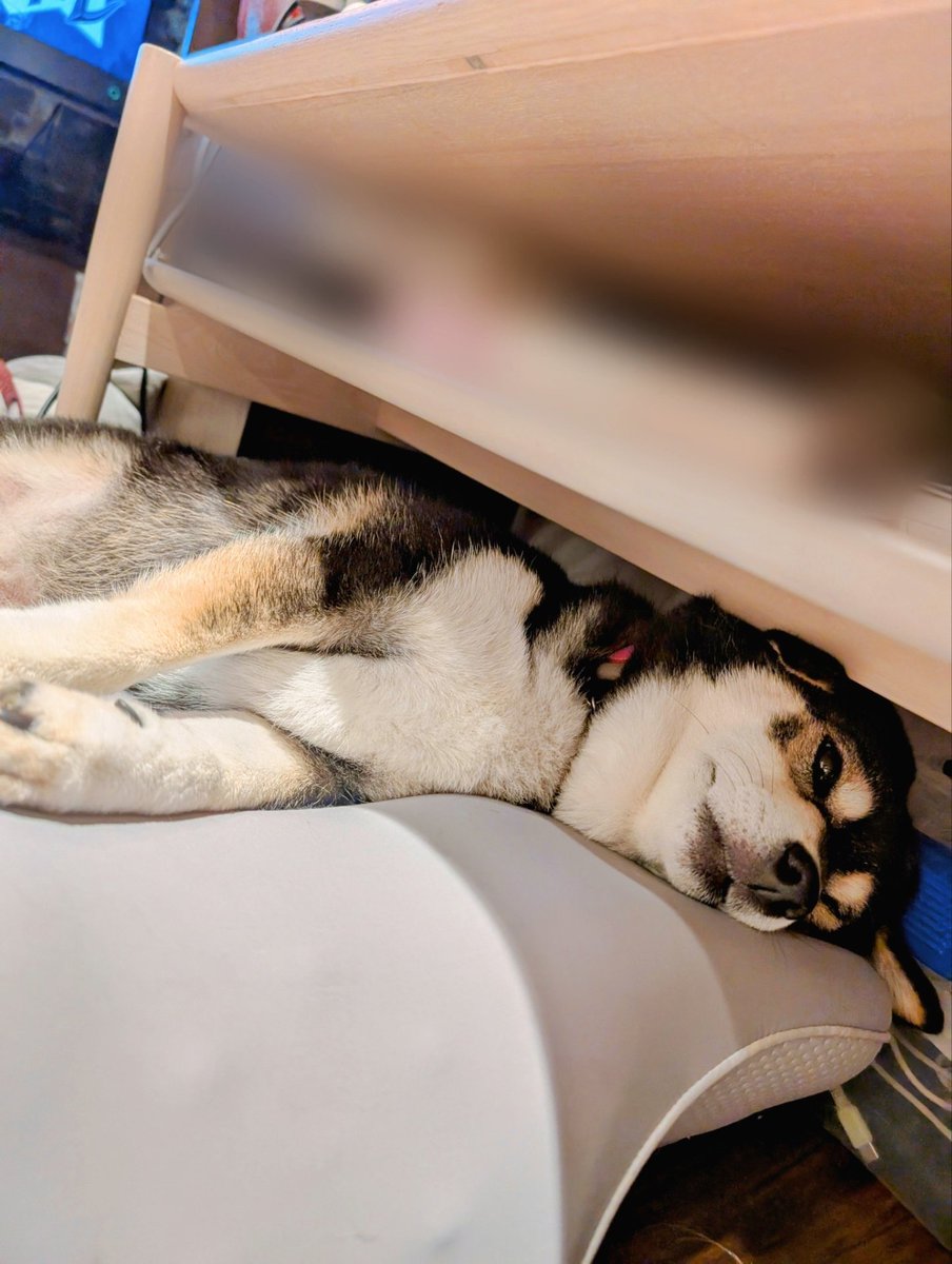 黒柴 心 (@cocorosan93) / Posts / X