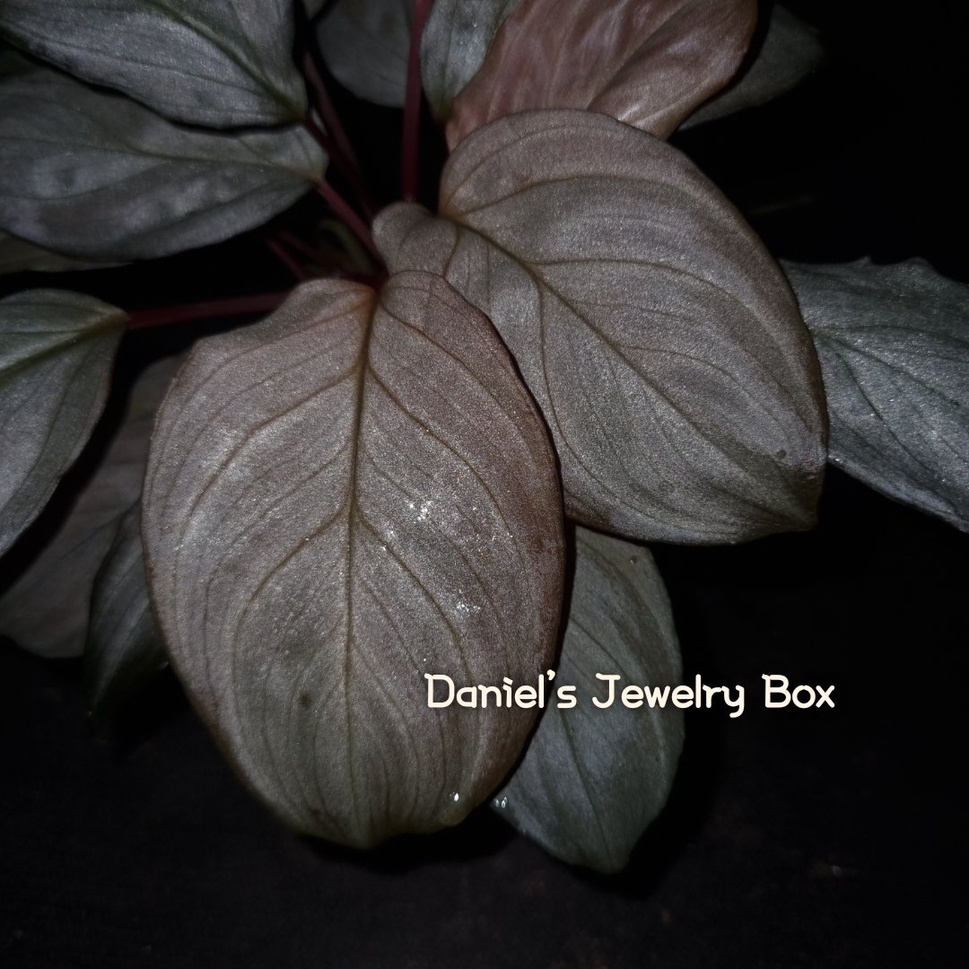 Homalomena sp."Ultron Sentry"
Kepulauan riau
[DJB20XX-04A-02]

#homalomena #ホマロメナ 
#ブセファランドラ #観葉植物 
#熱帯植物 #雨林植物 #パルダリウム #テラリウム #熱帯雨林植物