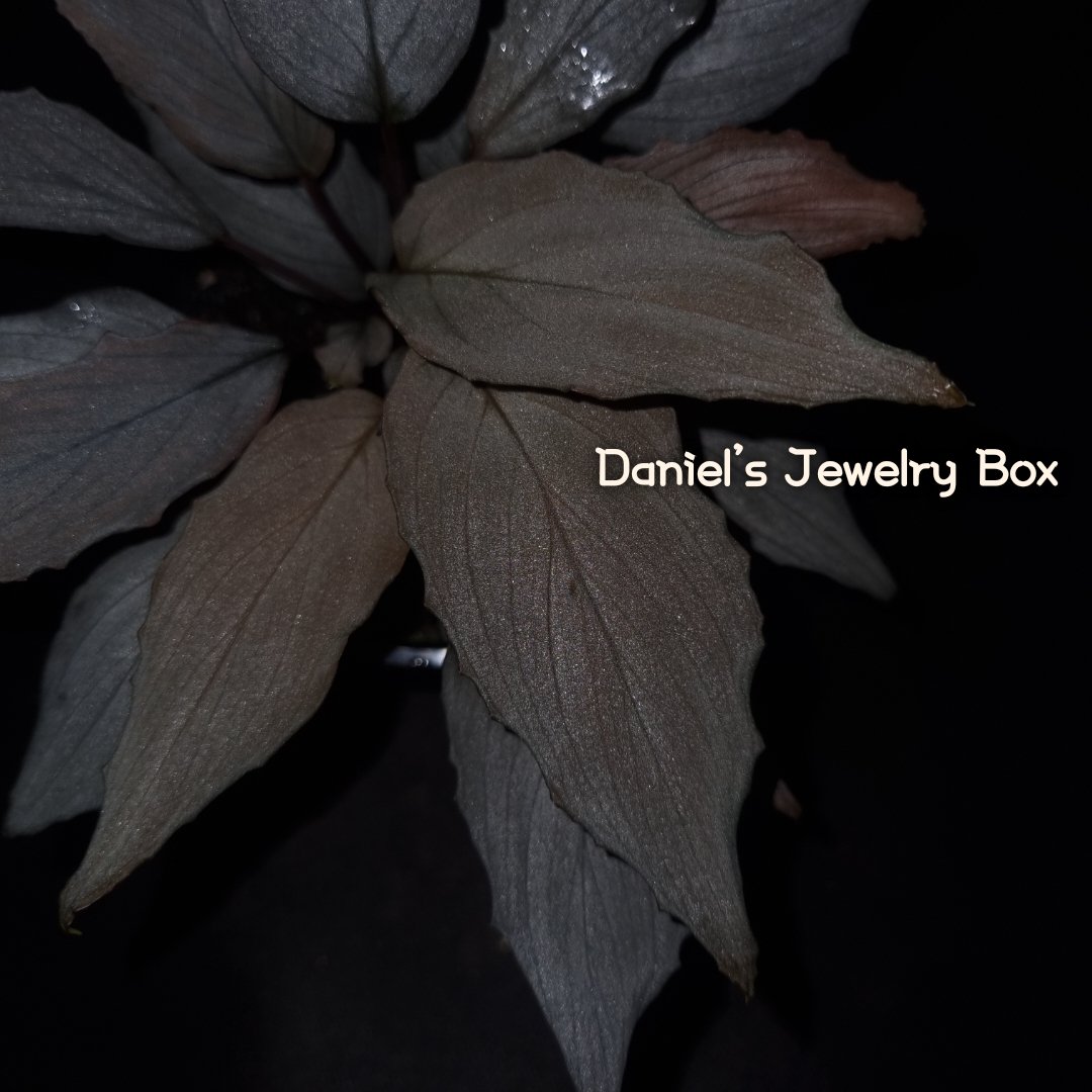 Homalomena sp."Silver Leaf"
Kepulauan riau [DJB20XX-10C] 

#homalomena #ホマロメナ #vivarium #terrarium #tropicalplants #paludarium #ブセファランドラ #観葉植物 #熱帯植物 #雨林植物 #パルダリウム #テラリウム #熱帯雨林植物