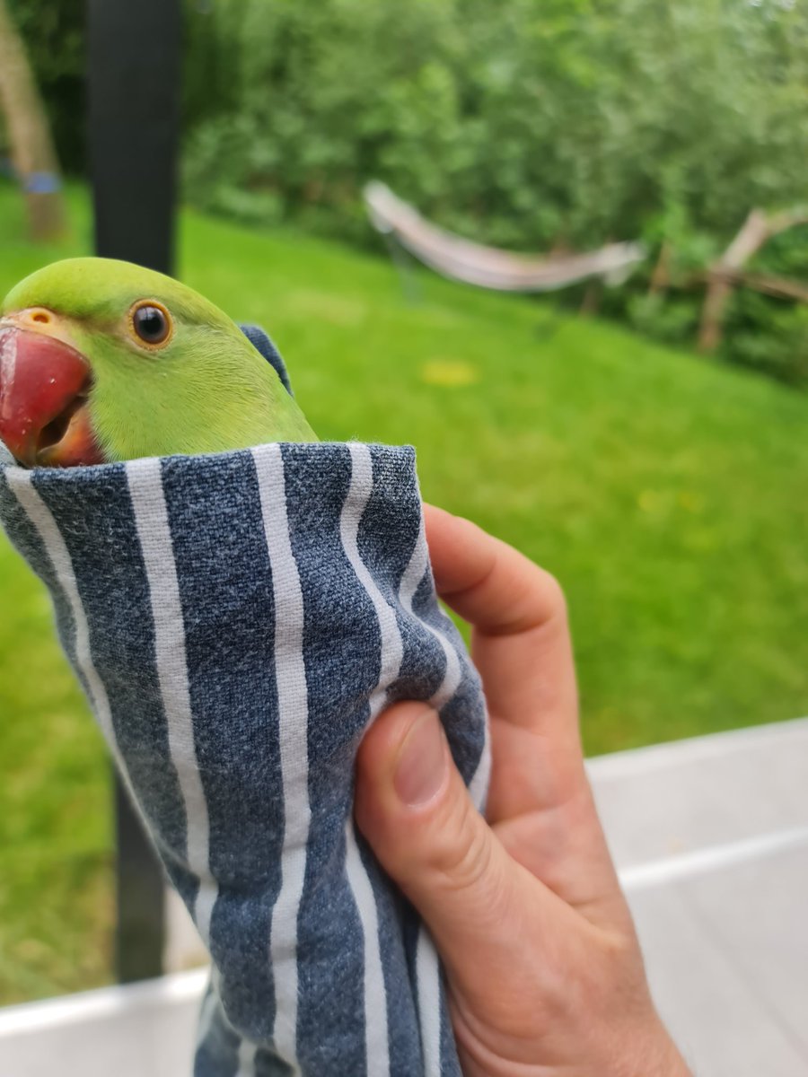 growing_lad's tweet photo. Parakeet had a bad start to the day, but things got better quickly. I quickly taught it some swear words and sent it on its way. 🫡 https://t.co/Gg86Fh7k72