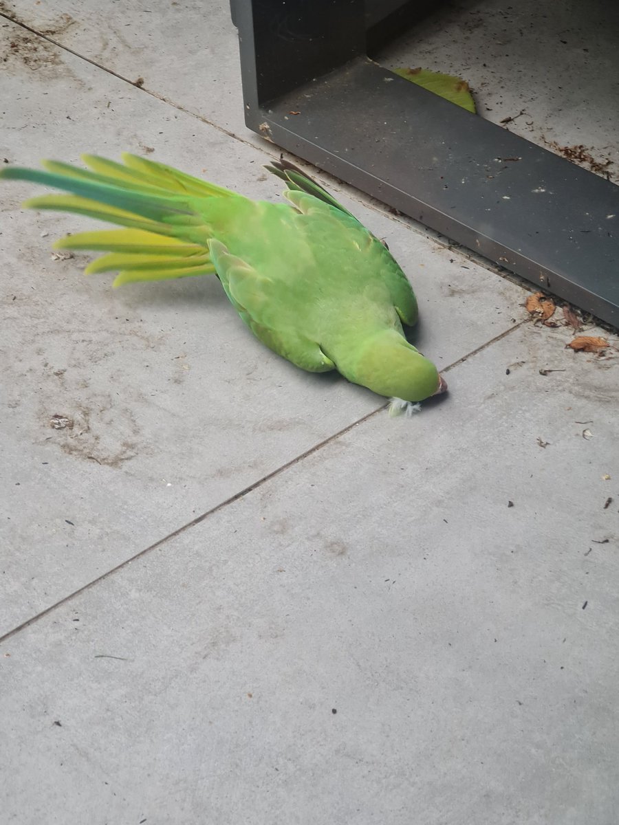 growing_lad's tweet photo. Parakeet had a bad start to the day, but things got better quickly. I quickly taught it some swear words and sent it on its way. 🫡 https://t.co/Gg86Fh7k72