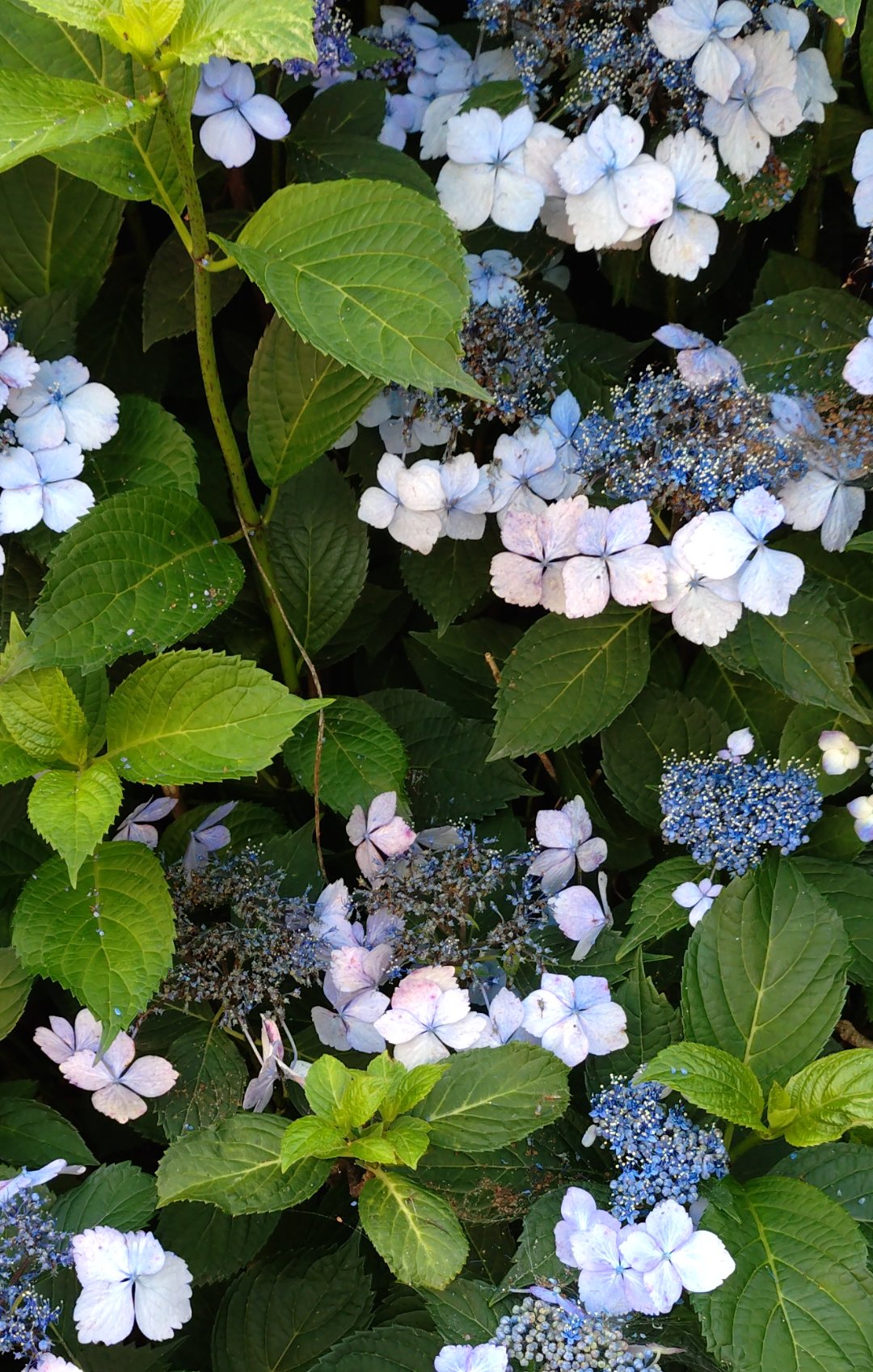 紫陽花 プロフ見てください^^*様 リクエスト 2点 まとめ商品