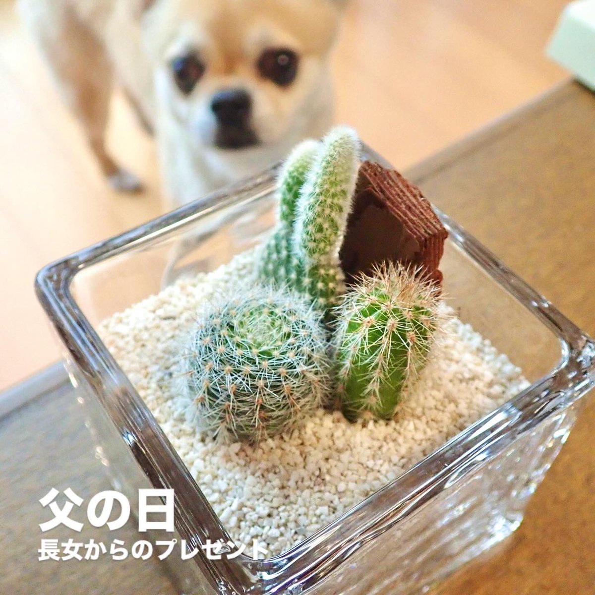 monkey_seven's tweet image. 長女から、父の日のプレゼントが届きました❤️ 今度はサボテン🌵
出来たら増やしたいな。

#サボテン
#父の日
