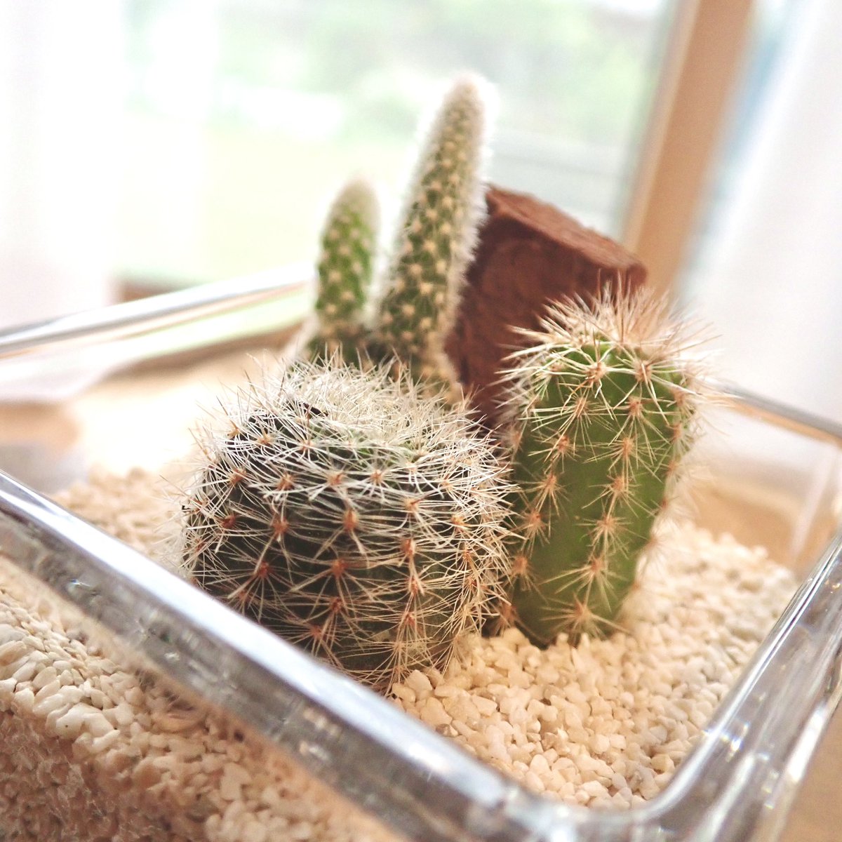 monkey_seven's tweet image. 長女から、父の日のプレゼントが届きました❤️ 今度はサボテン🌵
出来たら増やしたいな。

#サボテン
#父の日