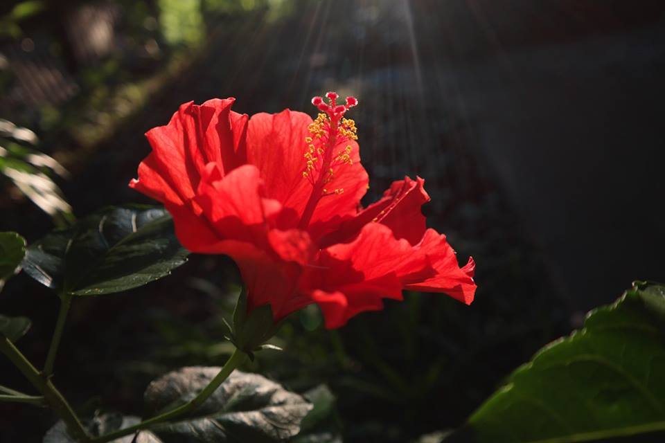MiraSound (@montecrossa) on Twitter photo #Photo by #Mirakali Red hibiscus in light <a href="/yzcyzf/">性格色覚W異常フニクラ@CFS&無呼吸&HSP</a> <a href="/KeiraNightly2/">Keira Nightly</a> <a href="/iliana_uribe/">Iliana Uribe García</a> #photography #photographer #Mirapuri #NaturePhotography #hibiscus #flower #flowerphotography #TwitterNatureCommunity #nature #outdoors Mirakali.net #Photo by #Mirakali Red hibiscus in light <a href="/yzcyzf/">性格色覚W異常フニクラ@CFS&無呼吸&HSP</a> <a href="/KeiraNightly2/">Keira Nightly</a> <a href="/iliana_uribe/">Iliana Uribe García</a> #photography #photographer #Mirapuri #NaturePhotography #hibiscus #flower #flowerphotography #TwitterNatureCommunity #nature #outdoors Mirakali.net