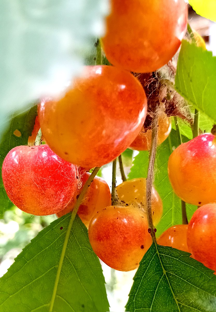 Катерина Галич tweet media