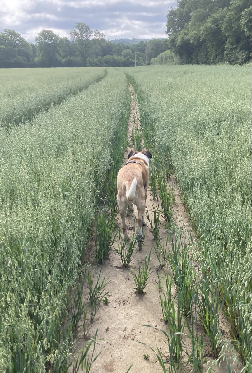 Dog walk scene 15.6.25