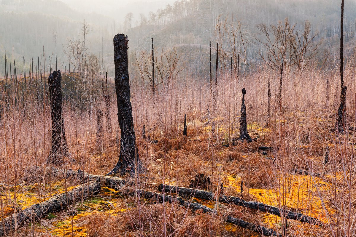 Burnt forest in the Bohemian Switzerland NP, Czech Republic.