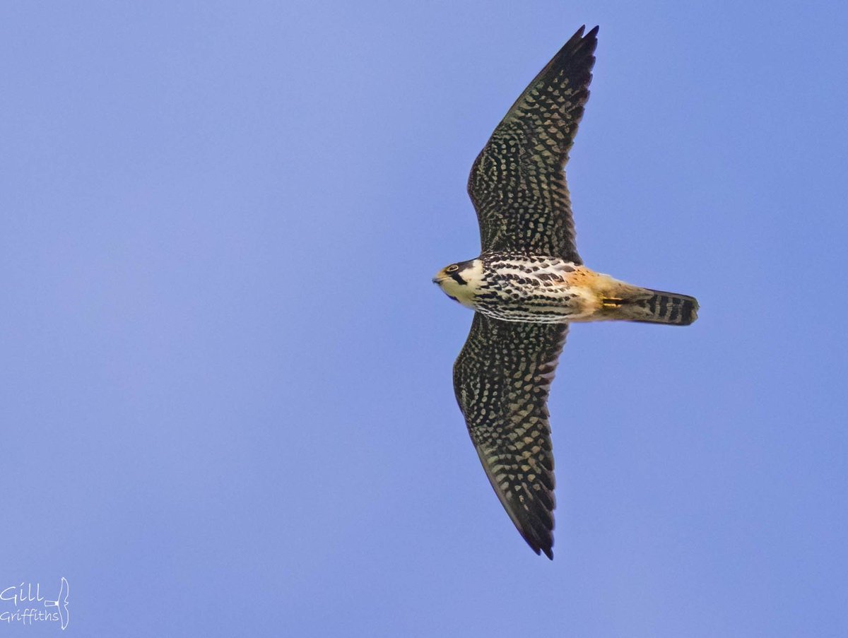 Gill Griffiths (@grifbag1) on Twitter photo Early start to watch the local peregrines...when this ' slight peregrine' flew over 😲...
#hobby..what a nice surprise.😎
<a href="/RSPBLiverpool/">RSPB Liverpool</a> Early start to watch the local peregrines...when this ' slight peregrine' flew over 😲...
#hobby..what a nice surprise.😎
<a href="/RSPBLiverpool/">RSPB Liverpool</a>