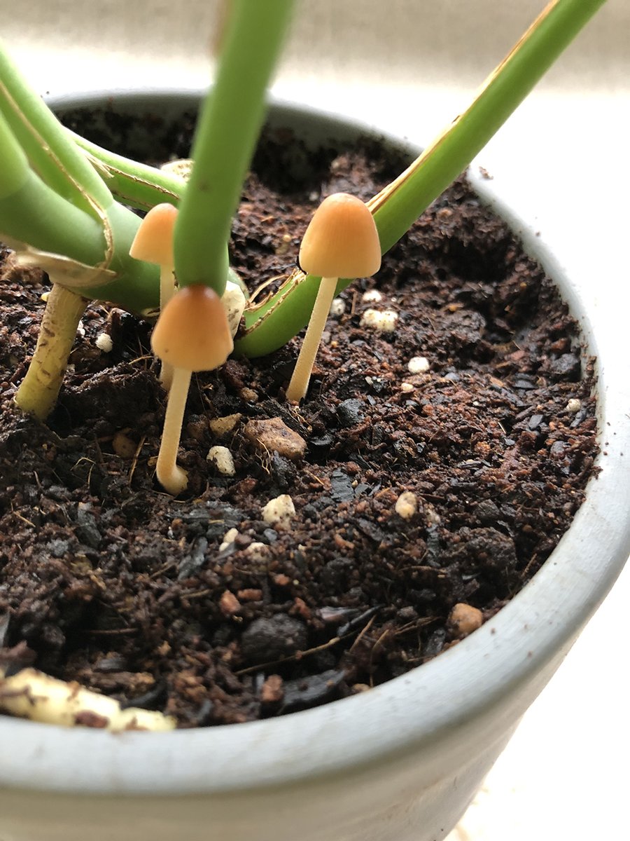 育ててる観葉植物からきのこ生えてきた。えぇぇ。そんなツタツヤな感じで出て来られても････。えぇぇぇ。