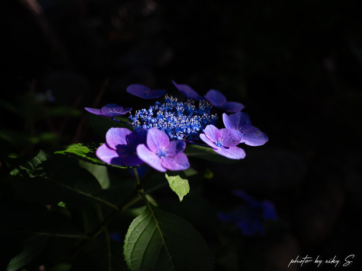 2025
今年もなんとか見れました👍