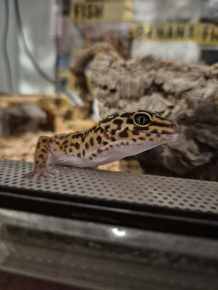 <a href="/GeckosDaily_/">Geckos Daily🦎</a> bby