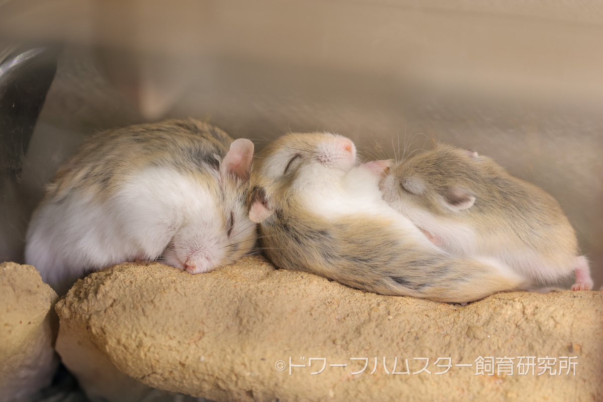 hamster_lab_'s tweet photo. 最高かよっ！ https://t.co/MP8f0Z0DEO