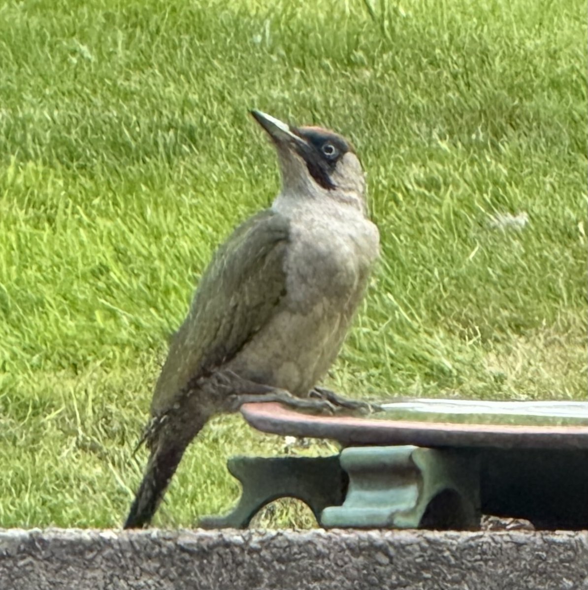 OMG Just had a woodpecker at the bird bath! 😯☺️