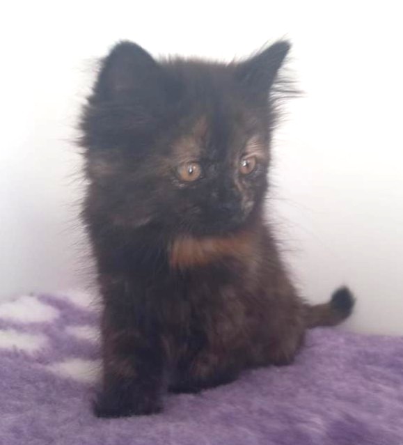 This #SundayMorning we are showcasing an overload of cuteness as we have lots of #kittens ready for new homes. We start with Simba &amp; Marble 😻cats.org.uk/horsham#adopt-…  1 of 3