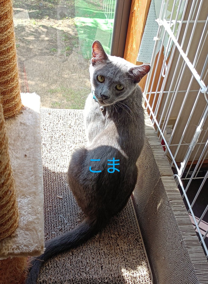 yukimi🐈‍⬛ᯓᡣ𐭩 (@yukimi423) / Posts / X