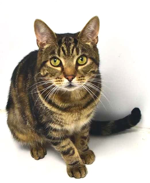 We also have two older #cats Larry and Rocco who would love new homes but know competing with kittens is not easy 😼 #AdoptDontShop  cats.org.uk/horsham#adopt-… 3 of 3