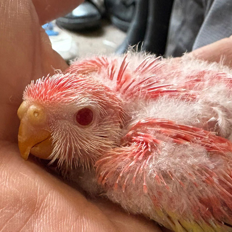 1183Tuffy's tweet photo. アキクサインコ
ルビノー　雛

夏前は最後の子です

#販売　#ブリーダー　#アキクサインコインコ https://t.co/FzZO5KrL8Z