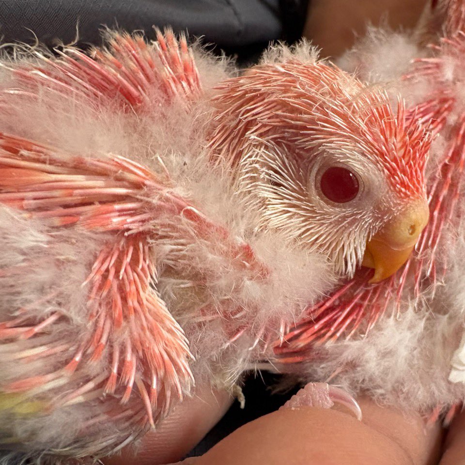 1183Tuffy's tweet photo. アキクサインコ
ルビノー　雛

夏前は最後の子です

#販売　#ブリーダー　#アキクサインコインコ https://t.co/FzZO5KrL8Z