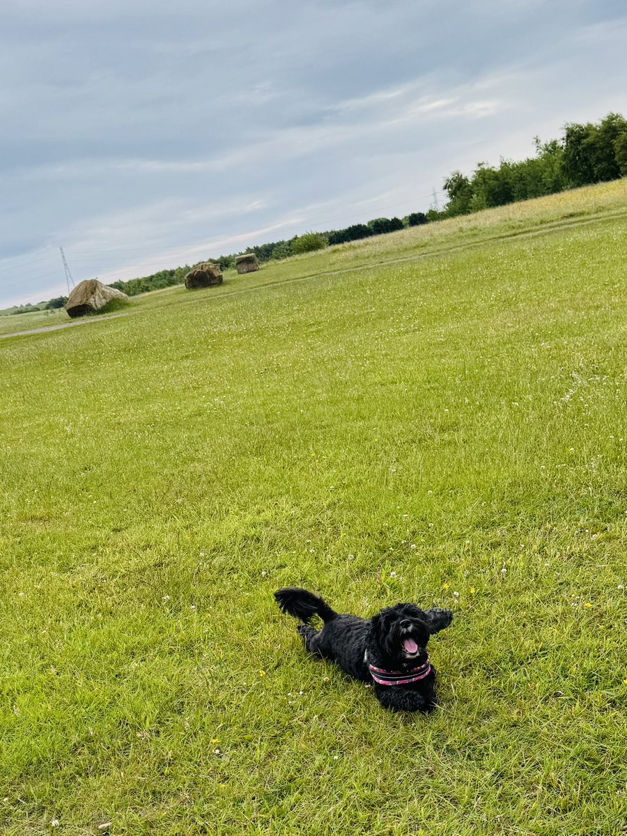 Vera_pooch's tweet image. Trip out to Herrington Park this #SundayMorning 🤍
#Vera🐶
#DogsOnX
#TwinsiesOnTwitter