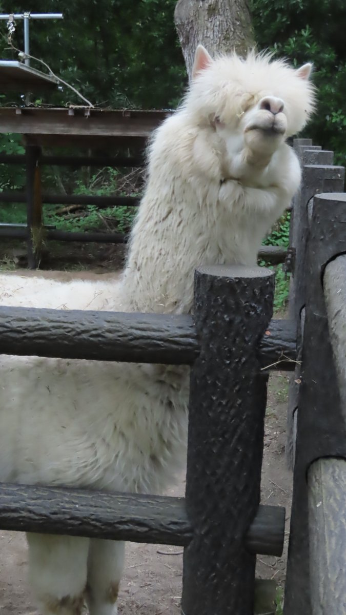 『ダイヤさん　ご来店ありがとうございました！』
　
　リーゼントっぽい仕上がりになりました。
　
＃茶臼山動物園　＃アルパカ　＃毛刈り　＃ダイヤ　＃リーゼント　＃毛刈り終了　＃城山動物園