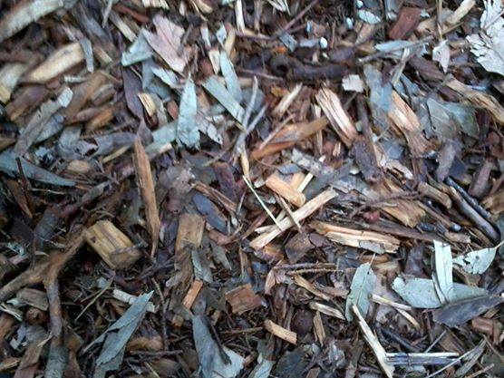 DarkHaikuMoon's tweet image. last leaves are falling
like secrets that can't be kept ~
the wind knows too much
#haiku
Image: Mulch ado about nothing