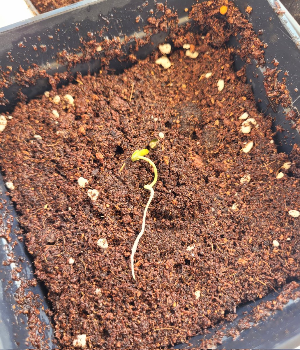 Semillas con mucho power!
Bajo este clima Tropical el veneno será mortal...🌴
#TropicannaPoison 
<a href="/sweetseeds_es/">Sweet Seeds®</a> <a href="/ProXL_Spain/">Pro-XL</a>