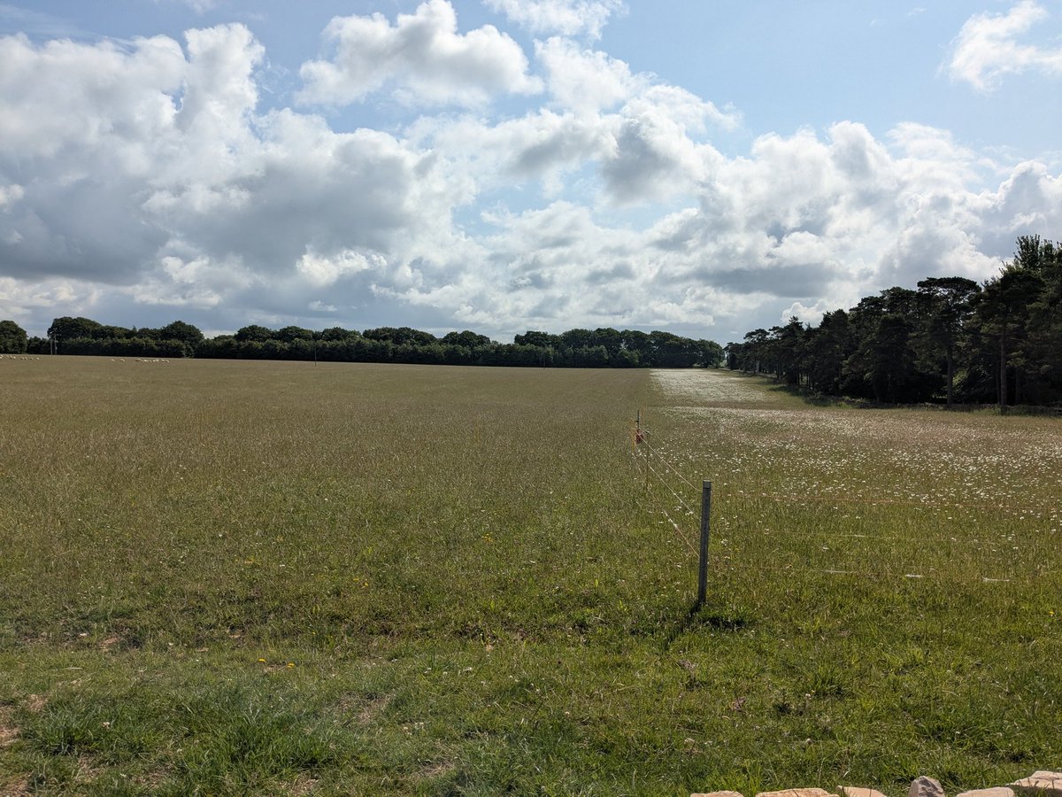 We've electric fenced off the farm track to provide longer grass for the #cornbuntings  to nest. Needless to say, the Badger Face ewe and a couple of the Rough Fells are always the wrong side 🙄 The white strip in the distance is the Ox eye daisies in the wildflower strip.