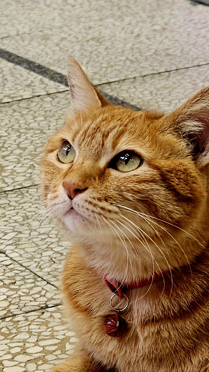 丟個貓貓會有流量嗎…