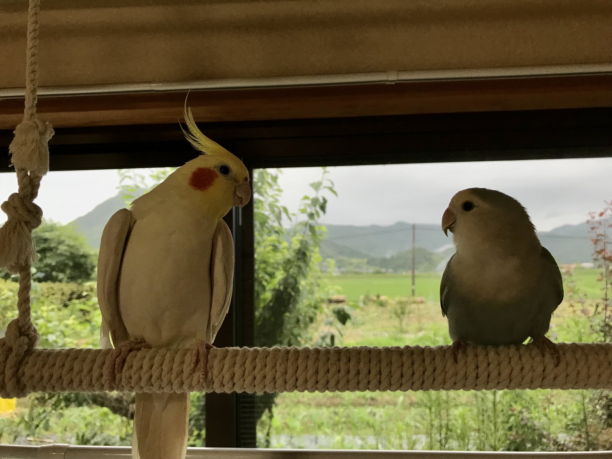 セキセイインコ（黄色） インコ・オウム系鳥類 ニトリモール