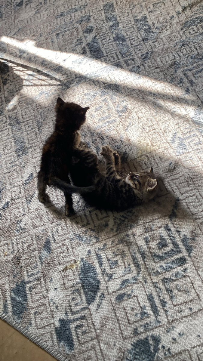 İzmir 📍 | Yuva arıyoruz!

İki hafta önce sokaktan kurtardığımız 1-2 aylık biri erkek biri dişi bu iki minik yavruya ömürlük yuva arıyoruz. Süt tozuyla besliyoruz, sağlıkları yerinde ve çok sevecenler. 💛

DM üzerinden ulaşabilirsiniz. 🙏🐾