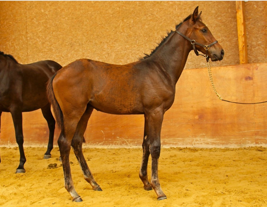 Great show Yesterday In The Middle of France Some Nice Foals By Grade 1 Producing Sires.Interesting To See Young French NH Stallions First Foals..🏇🇫🇷🏇
