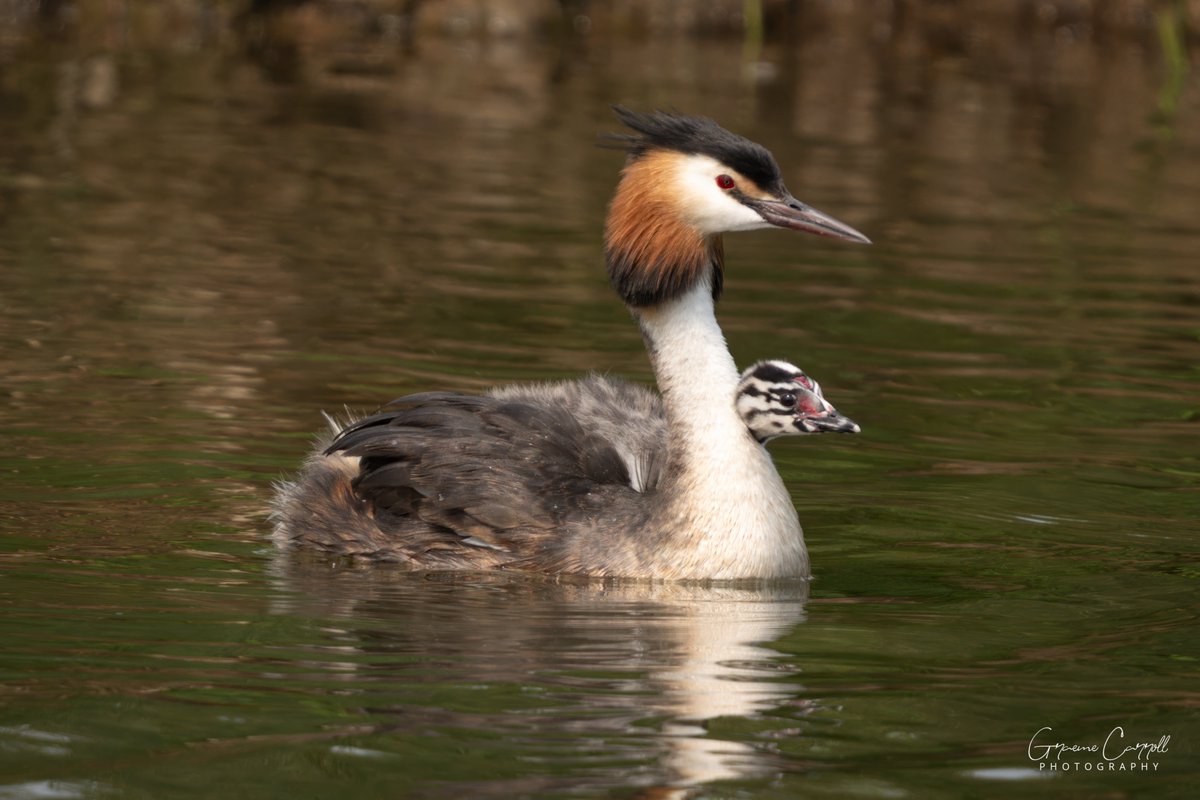 Graeme Carroll (@graemecarroll) on Twitter photo Creat Crested Grebe and Humbug
Far Ings, Humberside
#birdphotography #BirdsSeenIn2024 #TwitterNatureCommunity #birds #SonyAlpha #wildlifephotography #NaturePhotography #BBCWildlifePOTD
<a href="/teesbirds1/">teesbirds</a> <a href="/durhamwildlife/">DurhamWildlifeTrust</a> <a href="/BirdGuides/">BirdGuides</a> <a href="/DurhamBirdClub/">Durham Bird Club</a> <a href="/Natures_Voice/">RSPB</a> <a href="/NatureUK/">NatureUK</a> <a href="/WildlifeMag/">BBC Wildlife</a> Creat Crested Grebe and Humbug
Far Ings, Humberside
#birdphotography #BirdsSeenIn2024 #TwitterNatureCommunity #birds #SonyAlpha #wildlifephotography #NaturePhotography #BBCWildlifePOTD
<a href="/teesbirds1/">teesbirds</a> <a href="/durhamwildlife/">DurhamWildlifeTrust</a> <a href="/BirdGuides/">BirdGuides</a> <a href="/DurhamBirdClub/">Durham Bird Club</a> <a href="/Natures_Voice/">RSPB</a> <a href="/NatureUK/">NatureUK</a> <a href="/WildlifeMag/">BBC Wildlife</a>
