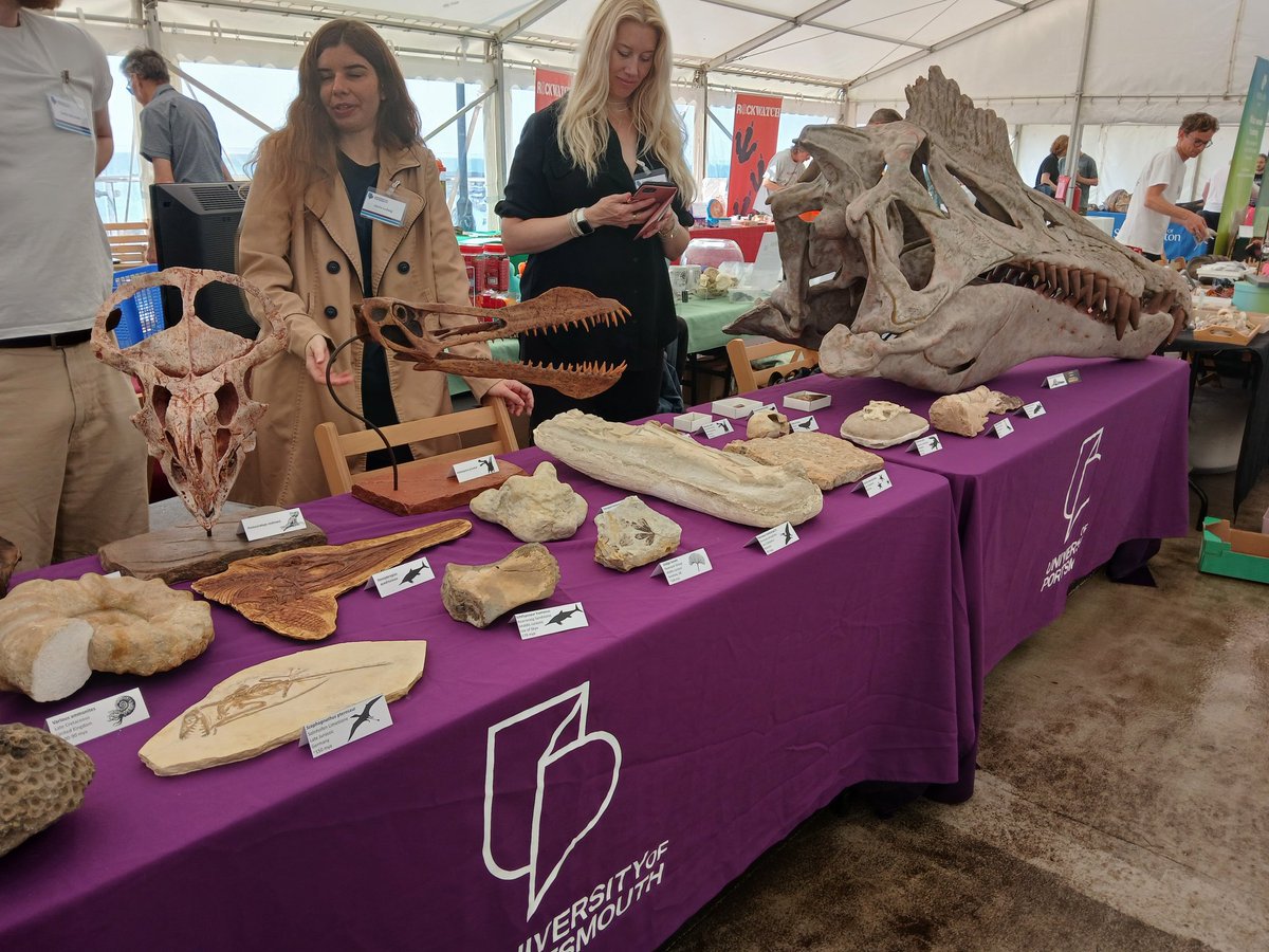 SoniaCamina's tweet image. Lyme Regis Fossil Festival with the University of Portsmouth. Palaeofun!! 
#UoPalaeo #fossilfestival