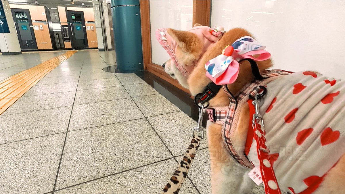 Ninja Sushi's Rescue Mission | Ice Creams, Hamburger Vending