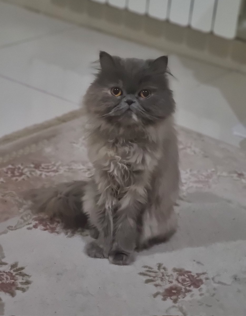 LittleSirena_'s tweet photo. @nakcama خیلی ناناسه بچم🥺 https://t.co/xHzb7iSI0j