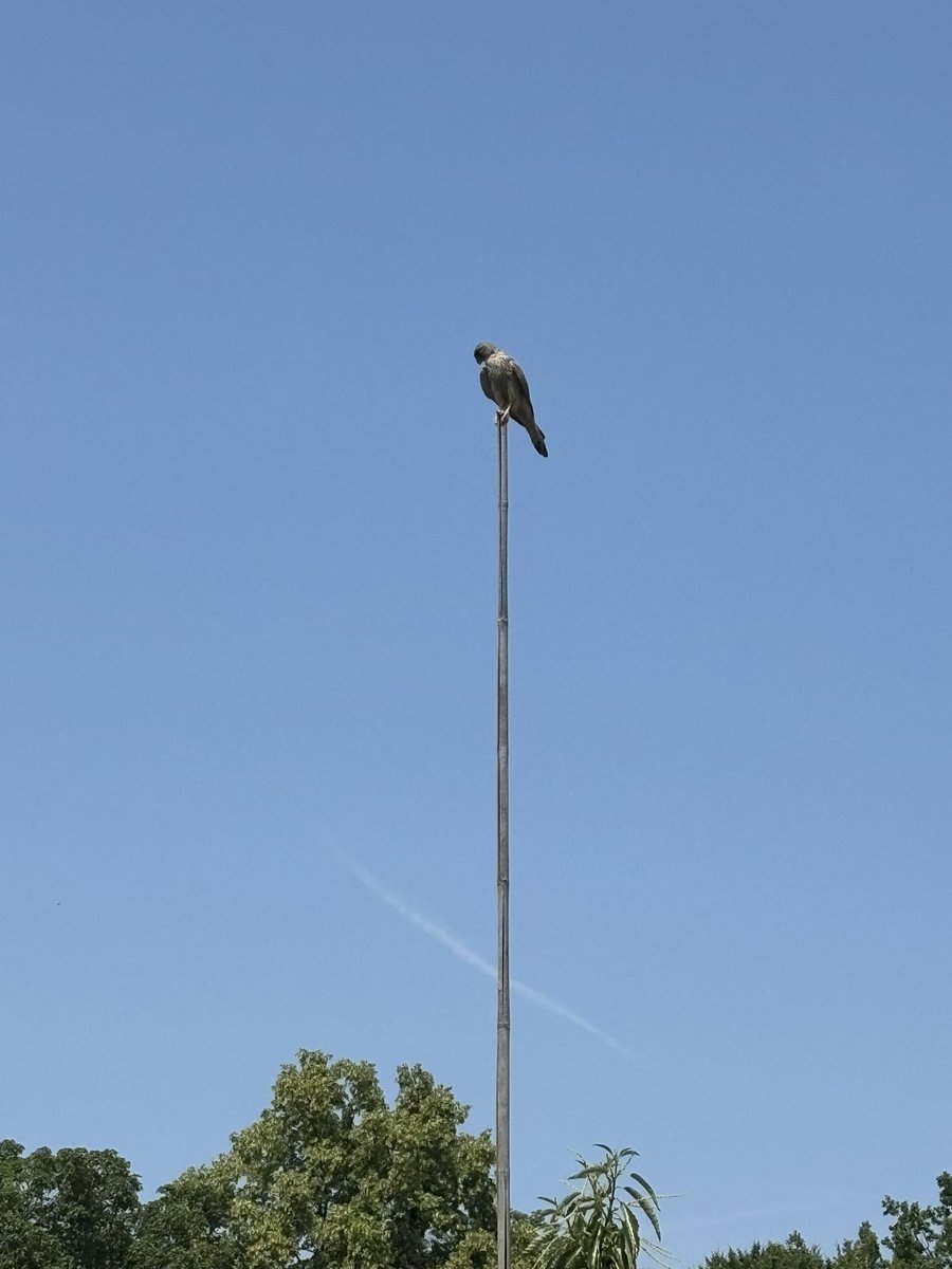 Oh, wie schön ist der #LangerTagDerStadtnatur! Gestern wurde Märkisches Landbrot gebacken, heute der Waldgarten Britz erkundet: Herzlichen Dank an die Stiftung Naturschutz und alle, die auch in diesem Jahr die über 500(!) Veranstaltungen in ganz Berlin möglich gemacht haben.